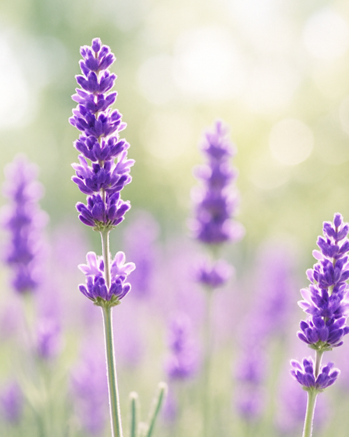 Lavender Vanilla