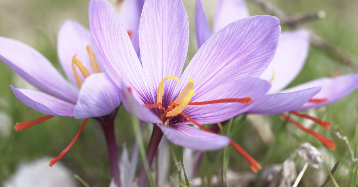 Saffron and Almond Tea